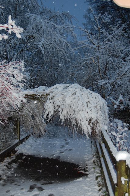 Baum1