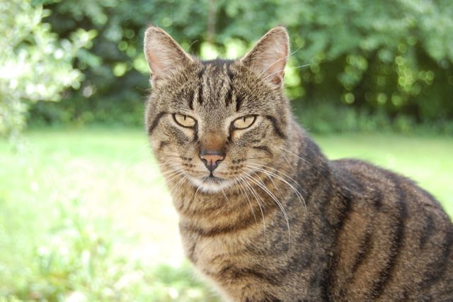 Sommerkatzen4